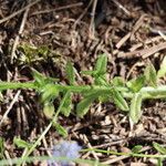 Jasione maritima Hoja