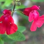 Salvia microphyllaКветка