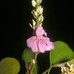 Schnella guianensis 花