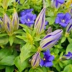 Gentiana pneumonanthe Συνήθη χαρακτηριστικά