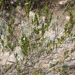 Poikilacanthus tweedieanus Συνήθη χαρακτηριστικά