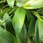 Sobralia macrantha cv. 'Alba' ᱥᱟᱠᱟᱢ