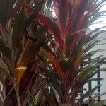 Cordyline fruticosa葉