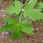 Heracleum maximum Blatt