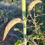 Kalanchoe mitejea برگ