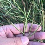 Dichanthium aristatum Flors