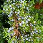 Juniperus virginiana ഫലം