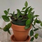 Peperomia quadrangularis Hoja