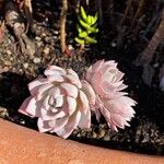 Echeveria laui ഇല