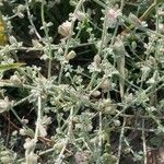 Lotus garcinii (ورقة)