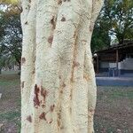 Vachellia xanthophloea बार्क (छाल)