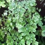 Adiantum raddianum Hoja