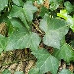 Hedera hibernica पत्ता