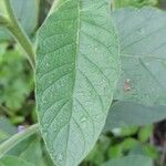 Heliotropium nicotianifolium Leaf