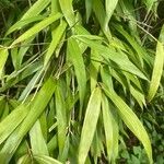 Pseudosasa japonica ഇല