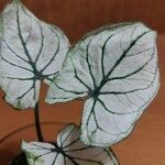 Caladium bicolorLeaf