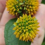 Tilesia baccata Flors