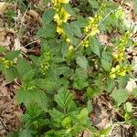 Lamium galeobdolonFlor