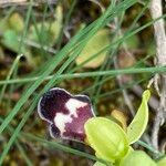 Ophrys omegaiferaFlower