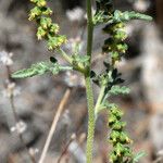 Ambrosia acanthicarpa 整株植物