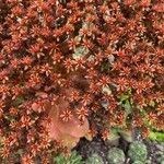 Aeonium nobile 葉