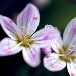 Claytonia carolinianaFlor