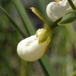 Cypripedium californicum Flor