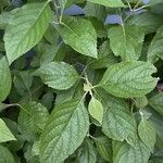 Callicarpa americana 葉