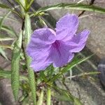 Ruellia simplex Çiçek