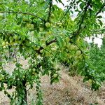 Prunus armeniaca Фрукт