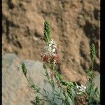 Oenothera suffrutescens Hábitos