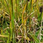 Phleum alpinum Folla