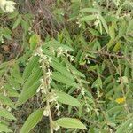Grewia hirsuta Hoja