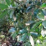 Myrsine umbellata Hoja