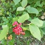 Viburnum lantanoides Fruit