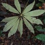 Eriotheca longitubulosa 葉