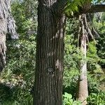 Cedrela odorata Rinde