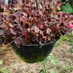 Oxalis hedysaroides Leaf