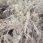 Artemisia filifolia Leaf