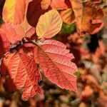 Fothergilla gardenii Folla