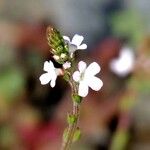 Verbena officinalis Mosusu