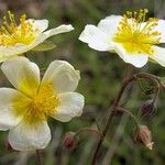 Helianthemum × sulphureum Flor