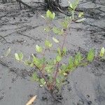 Laguncularia racemosa Hábito