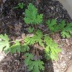 Pelargonium citronellum Blad