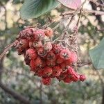 Cotoneaster coriaceusVaisius