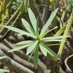 Euphorbia lamarckii Hoja