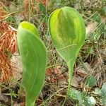 Bupleurum rigidum Leaf