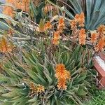 Aloe camperi Blomma