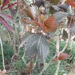 Acalypha wilkesiana Leaf