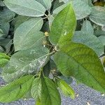 Ficus erecta Levél